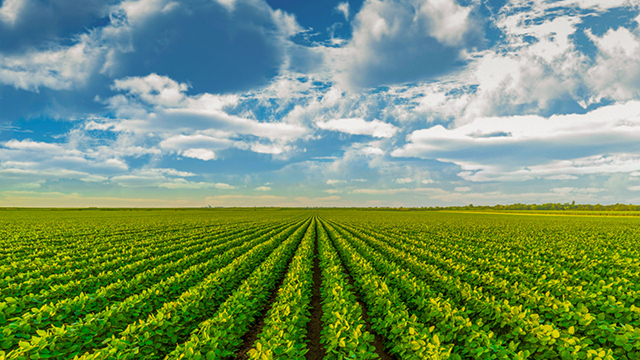 金豆子農(nóng)業(yè)股份有限公司