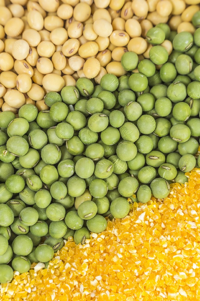 國(guó)慶獻(xiàn)禮|金豆子以品牌之力激活芽苗菜價(jià)值，用實(shí)績(jī)獻(xiàn)禮家國(guó)華誕